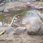 Kleiner Naturteich während der Befüllung mit Regenwasser