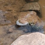 Wasserfrosch auf einem Stein im neu angelegten kleinen Naturteich
