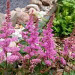 Pink blühende Astilbe im grünen Schattenbeet