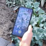 Pflanzenbestimmung mit Flora Incognita im Garten