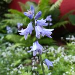 Blaues Hasenglöckchen zwischen Farnwedeln und blühendem Waldmeister im Schattenbeet