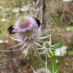 Wilde Karde mit zwei Hummeln im Naturgarten