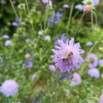 Biene auf einer blühenden Witwenblume im Naturgarten