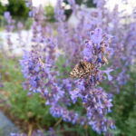 Schmetterling an blühender Katzenminze im Garten