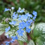 Blau blühendes Kaukasus-Vergissmeinnicht mit silbrig gezeichneten Blättern im Schattenbeet