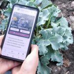 NaturaDB auf dem Smartphone bei der Pflanzenrecherche im Garten