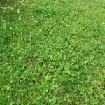 Naturnaher Rasen mit Klee, Schafgarbe, Gräsern und weiteren Wildpflanzen