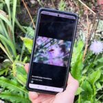 Bestimmung einer Hosenbiene mit ObsIdentify im Garten