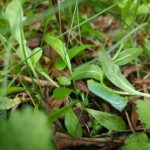 Sich verpuppende Raupe zwischen Pflanzen im Naturgarten